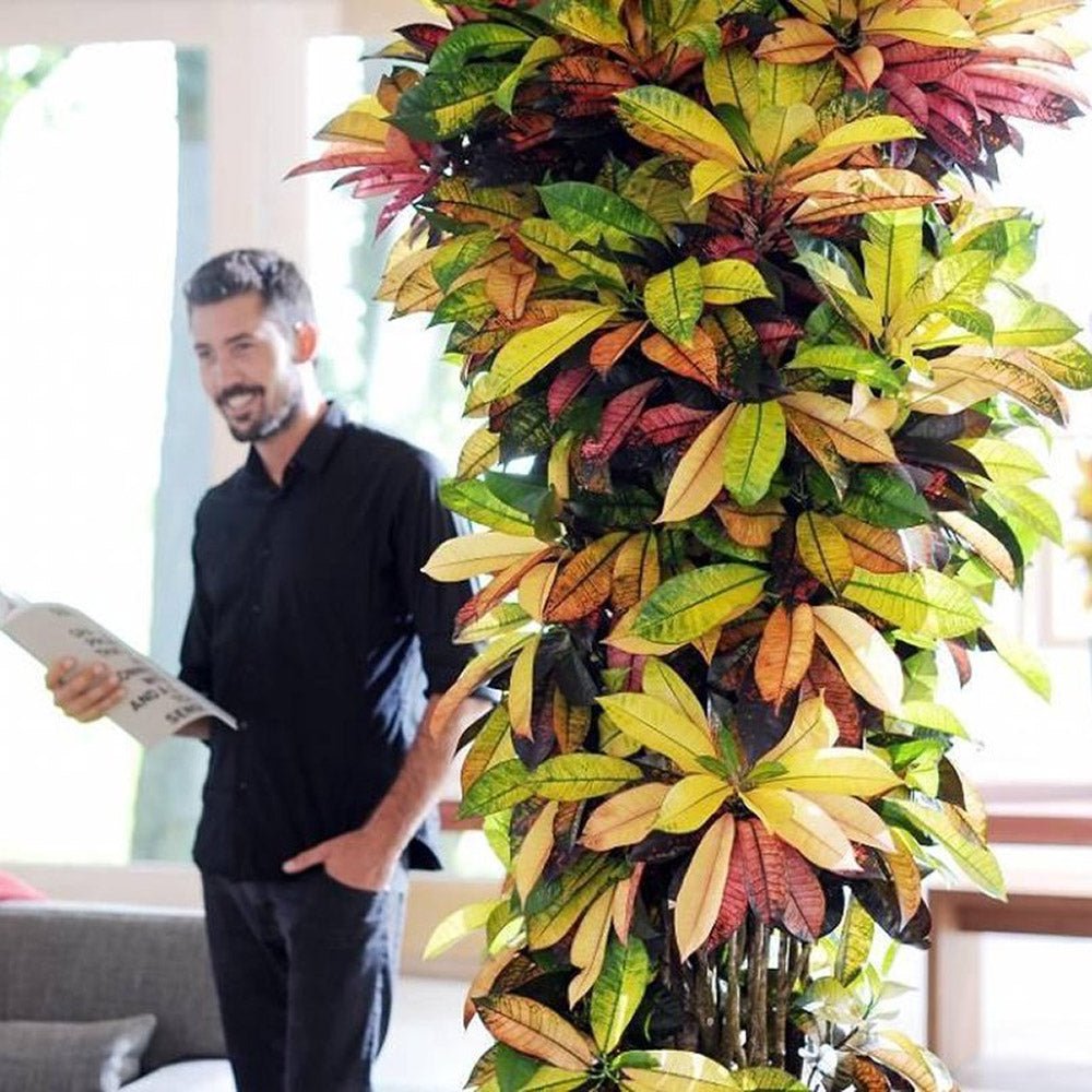 Croton Codiaeum Variegatum Petra - 190 cm