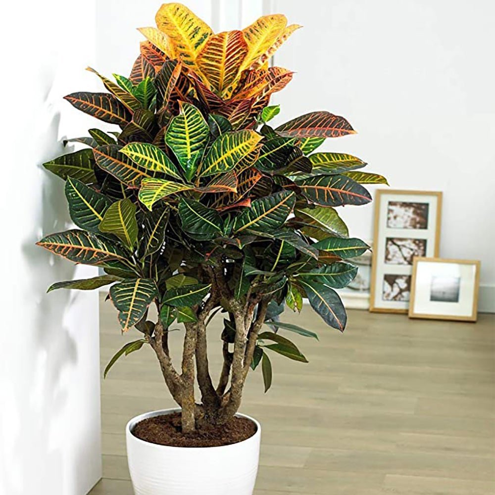 Croton Codiaeum Variegatum Petra - 80-90 cm