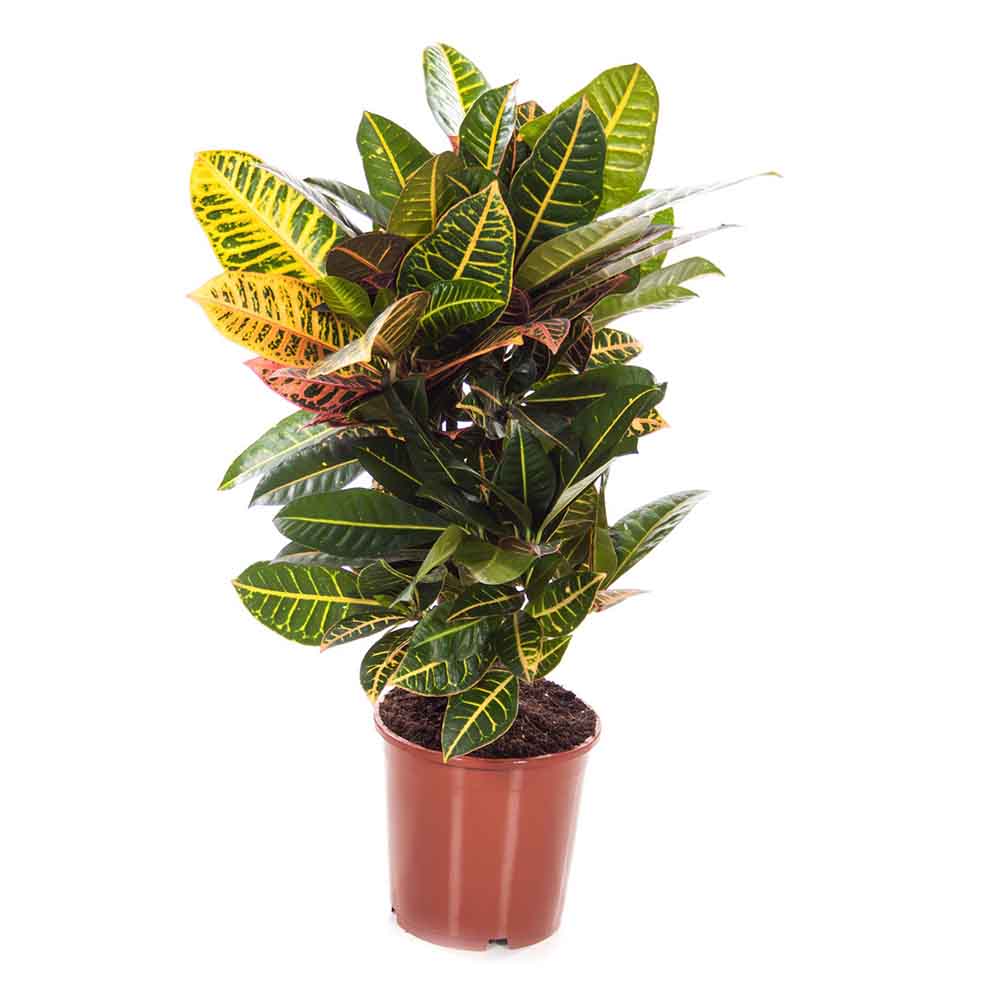 Croton Codiaeum Variegatum Petra - 80-90 cm