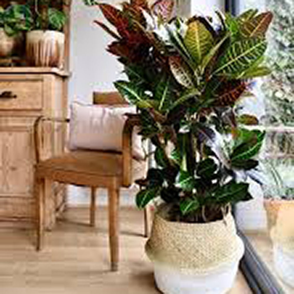 Croton Codiaeum Variegatum Petra - 90 cm