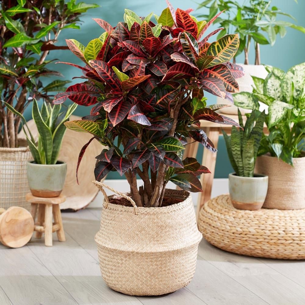 Croton Codiaeum Variegatum Petra - 90 cm