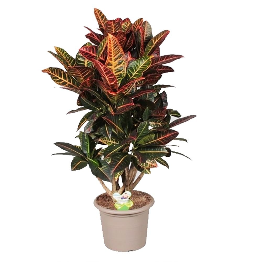 Croton Codiaeum Variegatum Petra - 90 cm