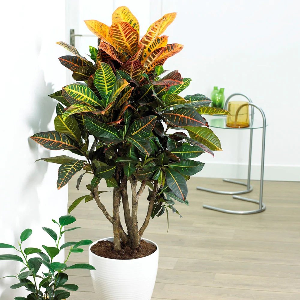 Croton Codiaeum Variegatum Petra - 90 cm