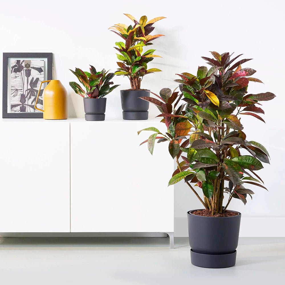 Croton Codiaeum Variegatum Petra - 90 cm
