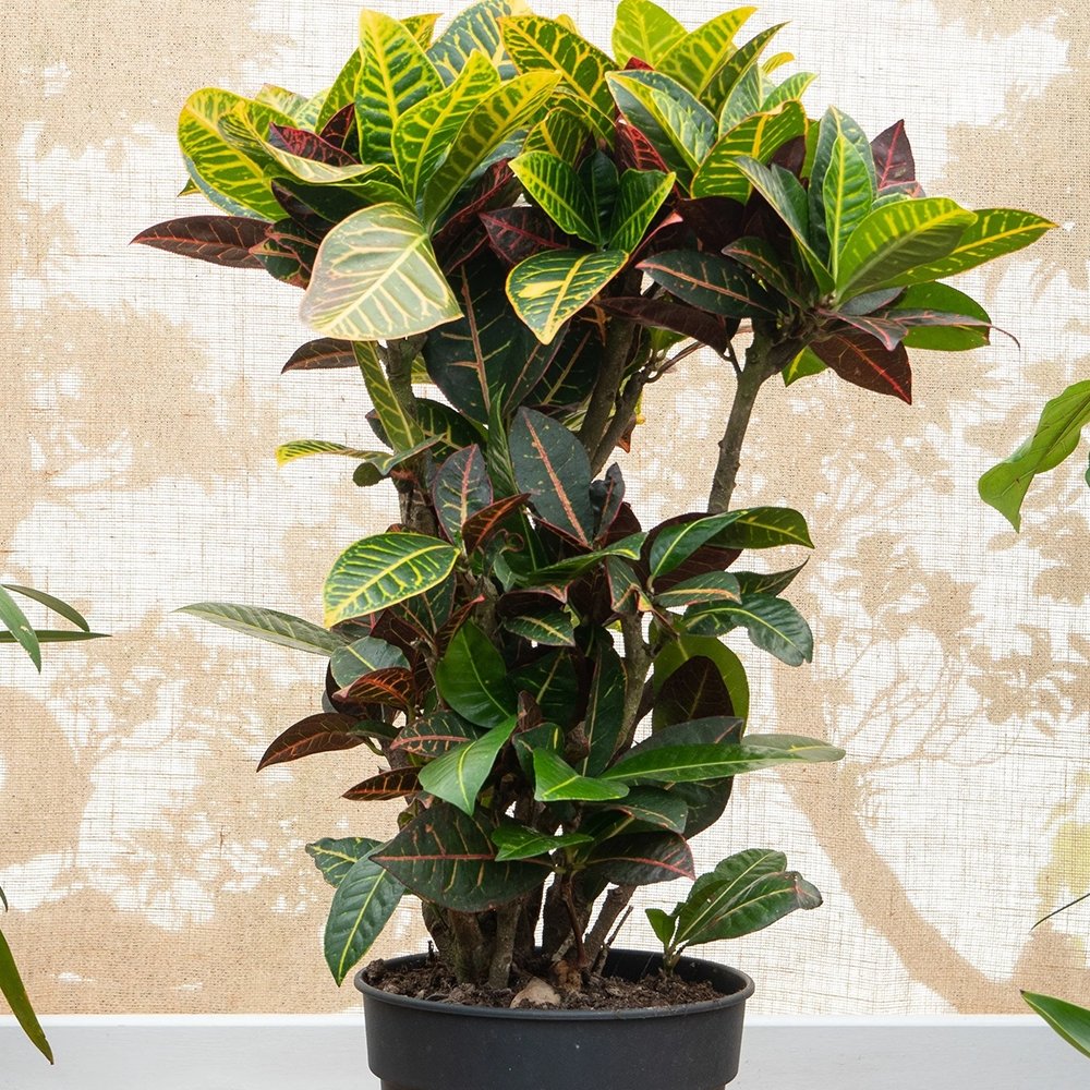 Croton Codiaeum Variegatum Petra - 90 cm