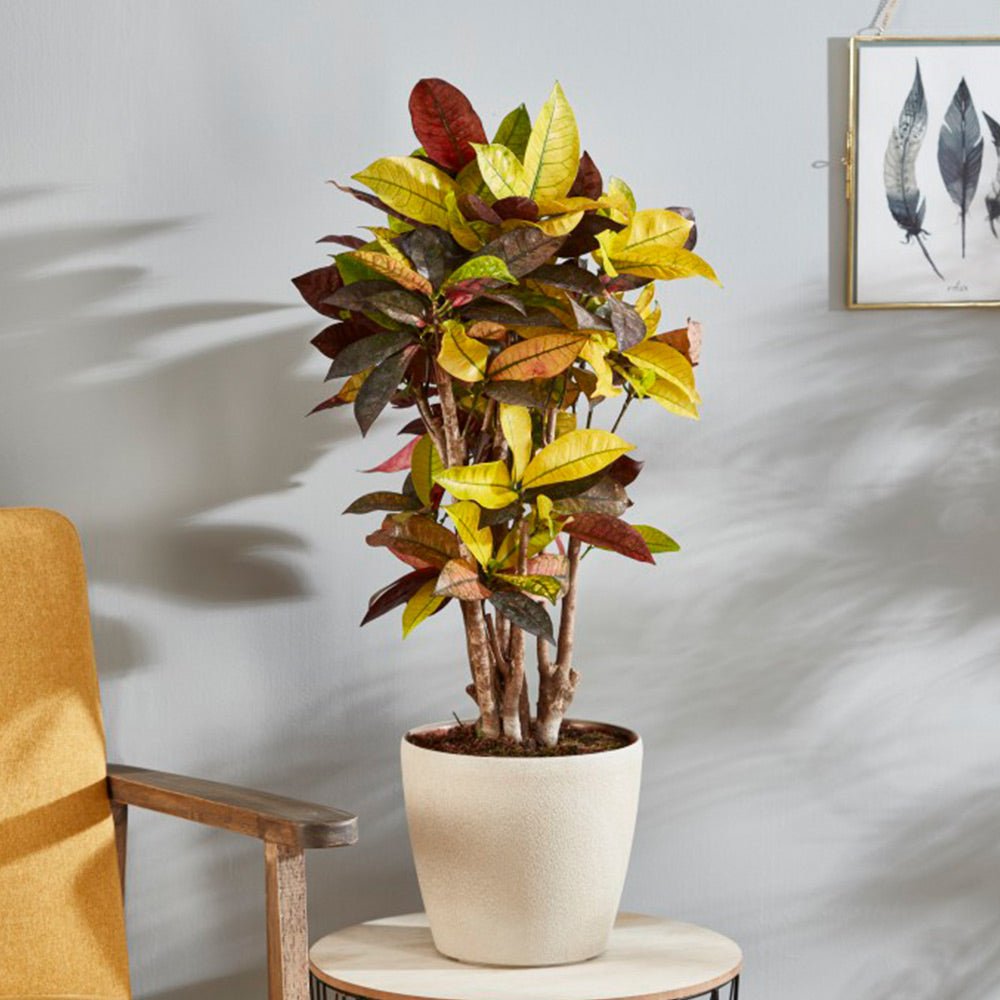 Croton Codiaeum Variegatum Mrs. Iceton - 60 cm