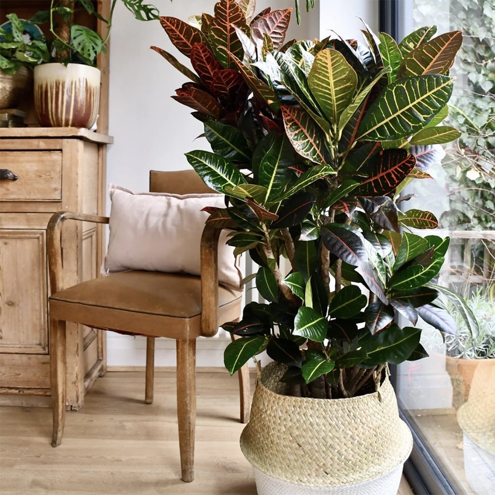 Croton Codiaeum Variegatum Petra - 50 cm