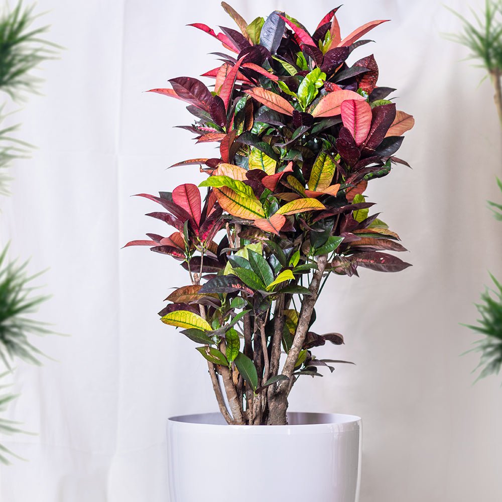 Croton Codiaeum Variegatum Petra - 50 cm
