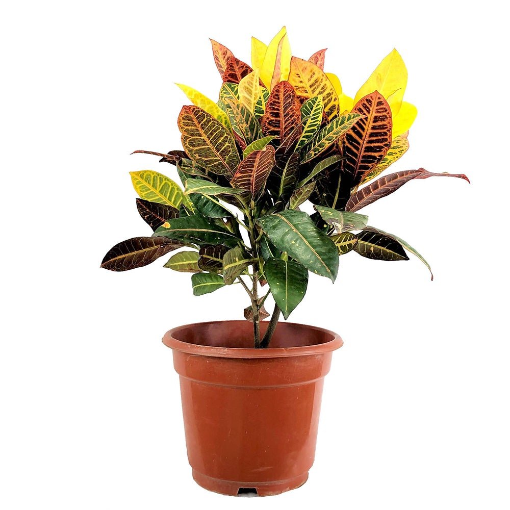 Croton Codiaeum Variegatum Petra - 50 cm