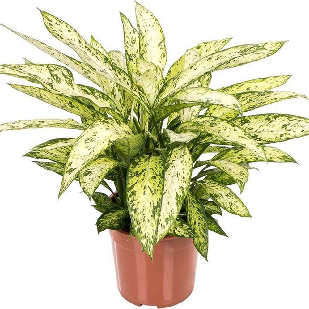 Dieffenbachia Vesuvius - 70 cm