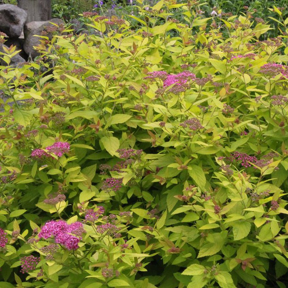 Cununita japoneza auriu Golden Princess