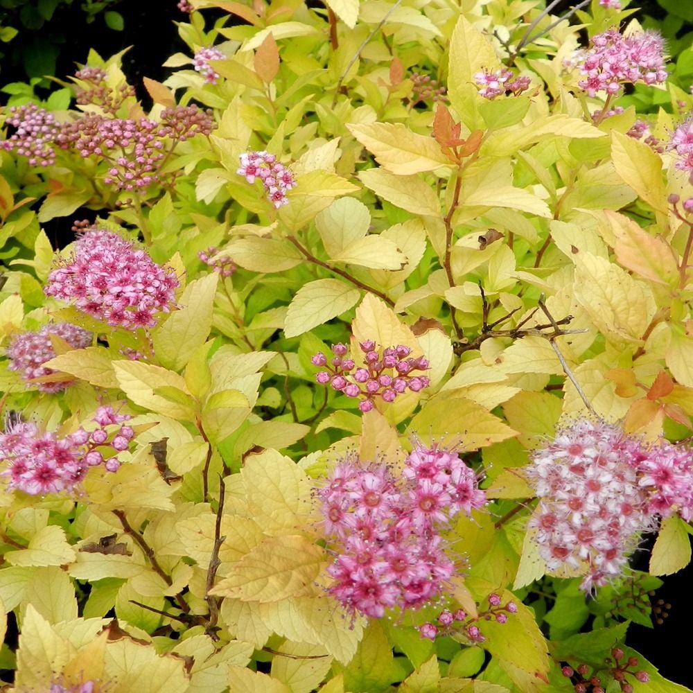 Cununita japoneza auriu Golden Princess