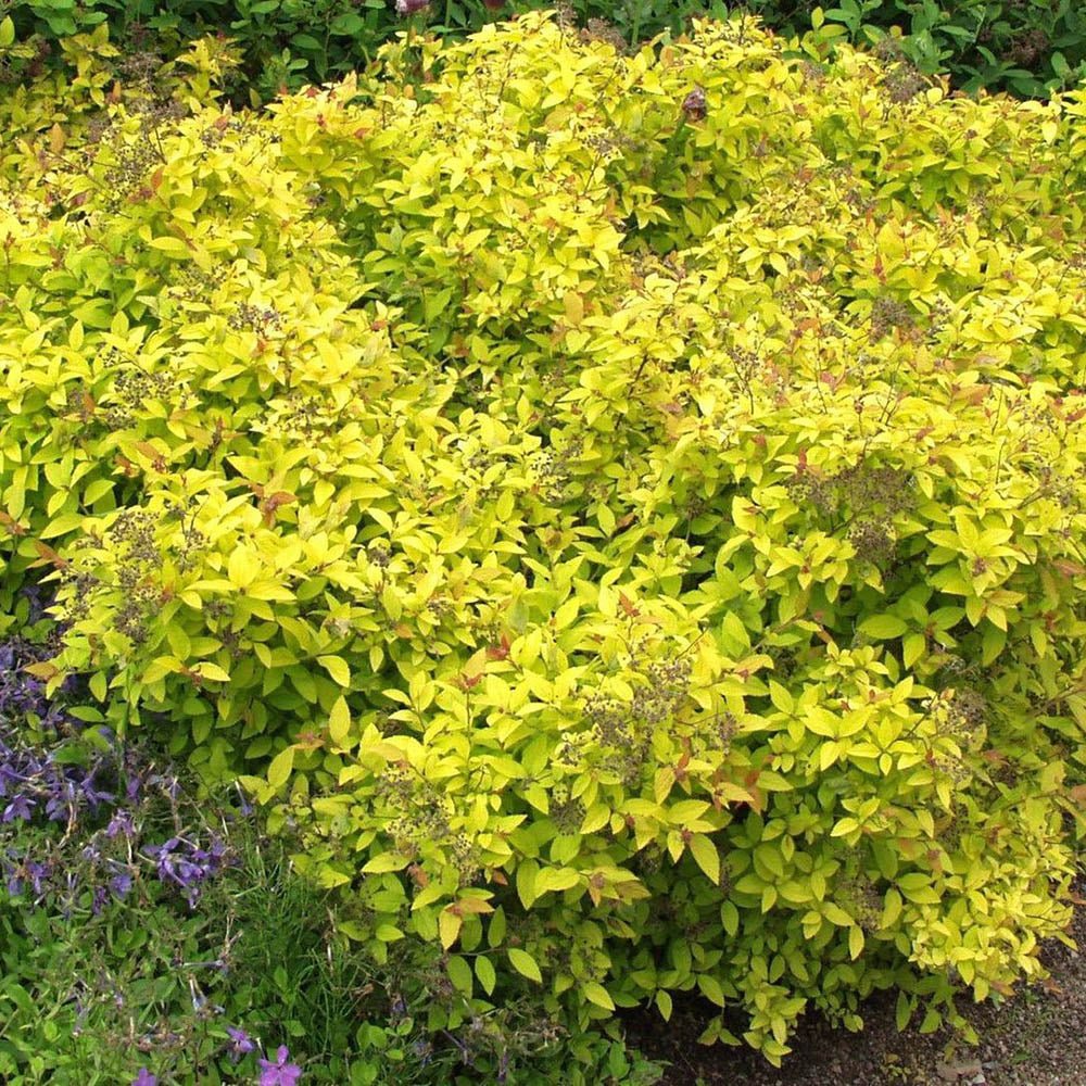 Cununita japoneza auriu Golden Princess