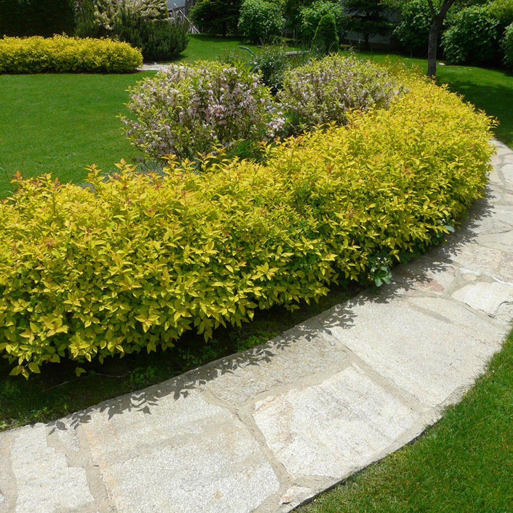 Cununita japoneza auriu Golden Princess