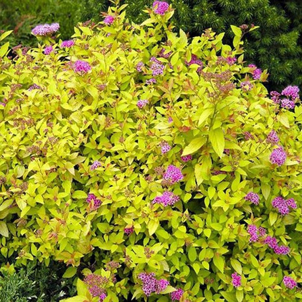 Cununita japoneza auriu Golden Princess