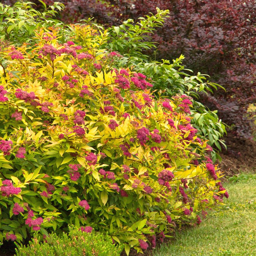 Cununita japoneza auriu Goldflame