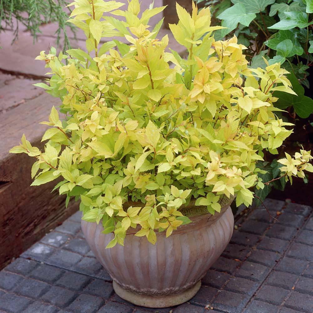 Cununita japoneza auriu Goldflame