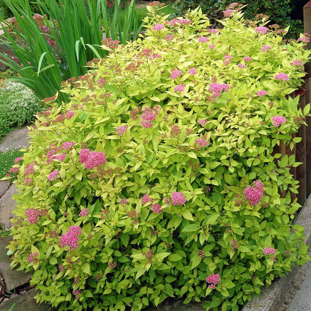 Cununita japoneza auriu Goldflame