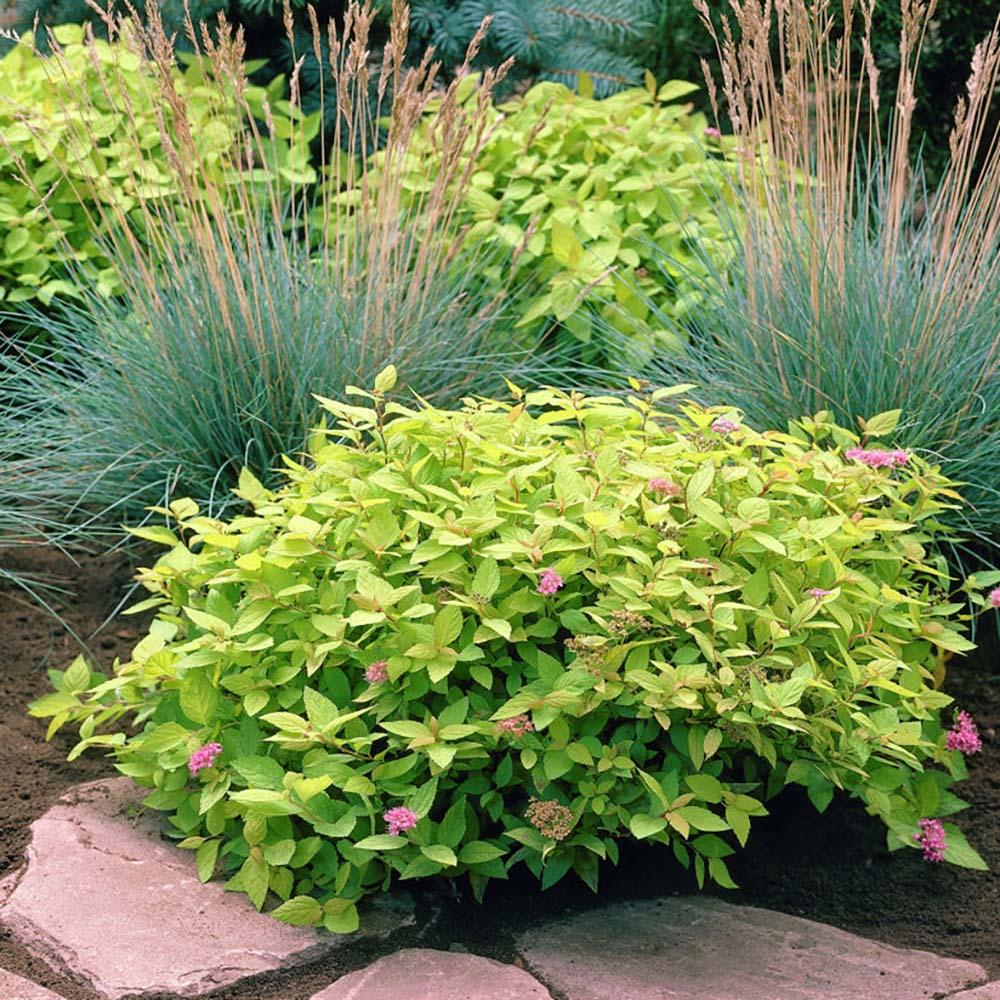 Cununita japoneza auriu Goldflame