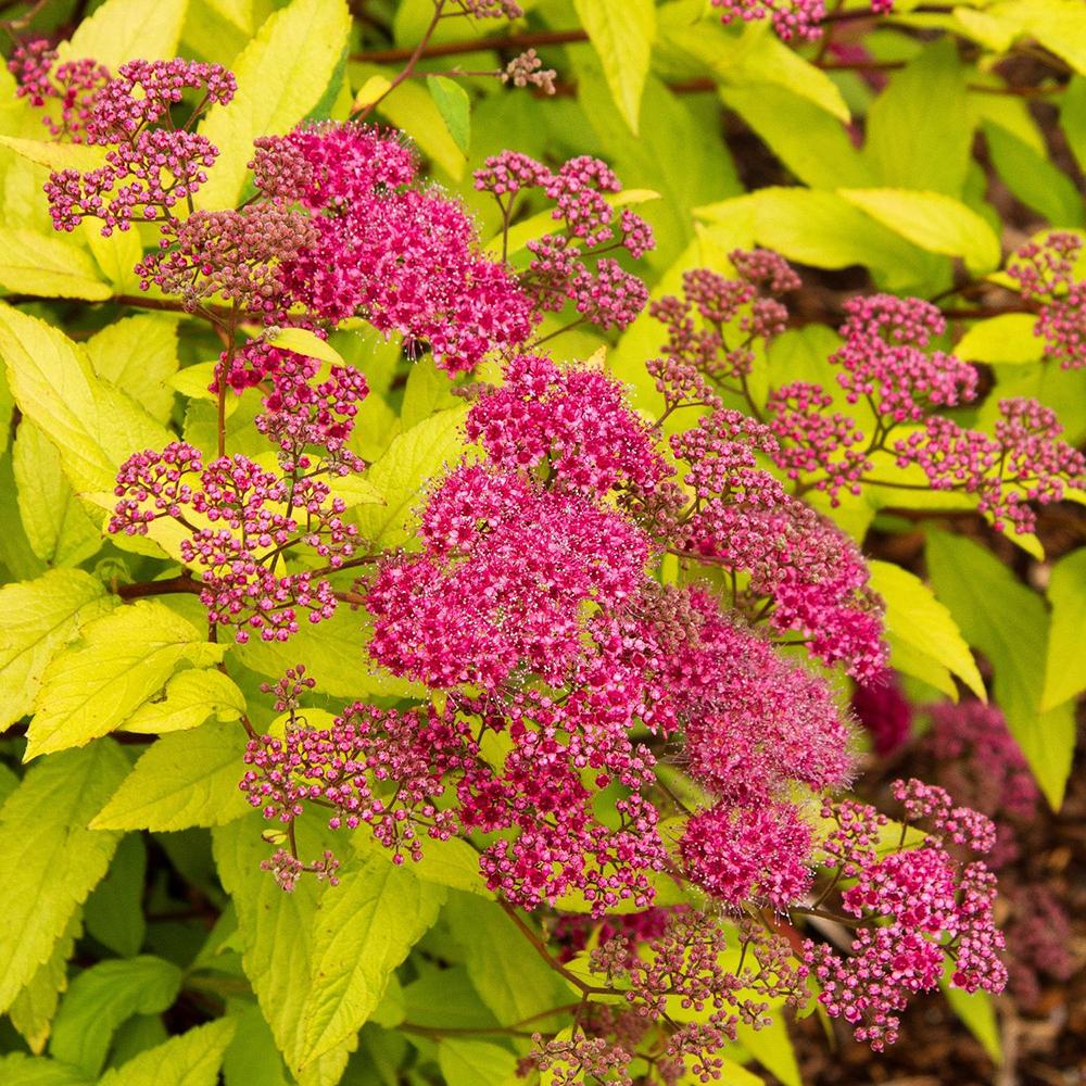 Cununita japoneza auriu Goldflame