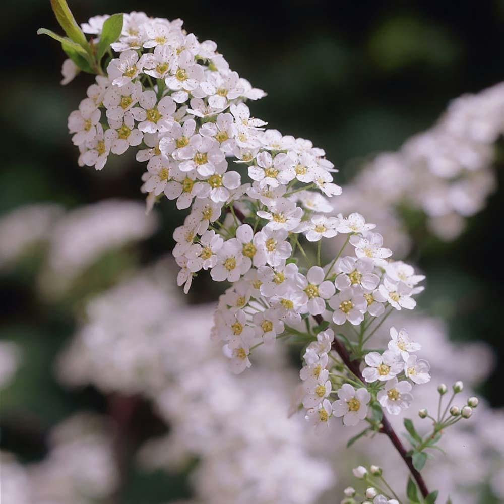 Cununita Grefsheim (Floarea Miresii)