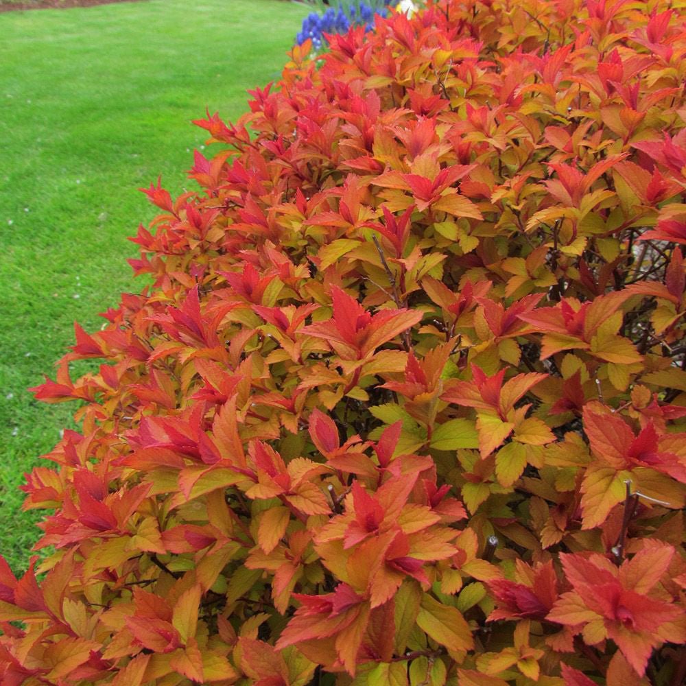 Cununita Magic Carpet