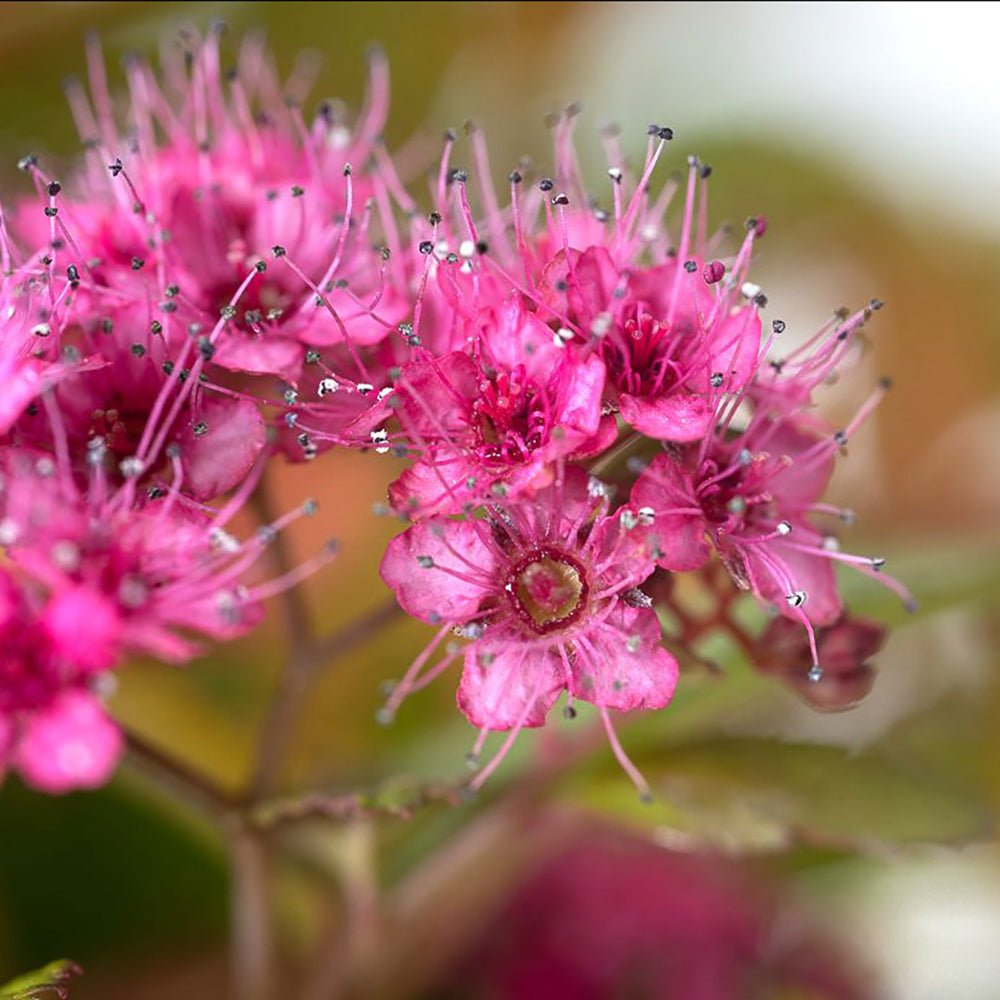 Cununita Magic Carpet