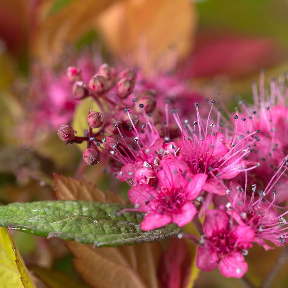 Cununita Magic Carpet