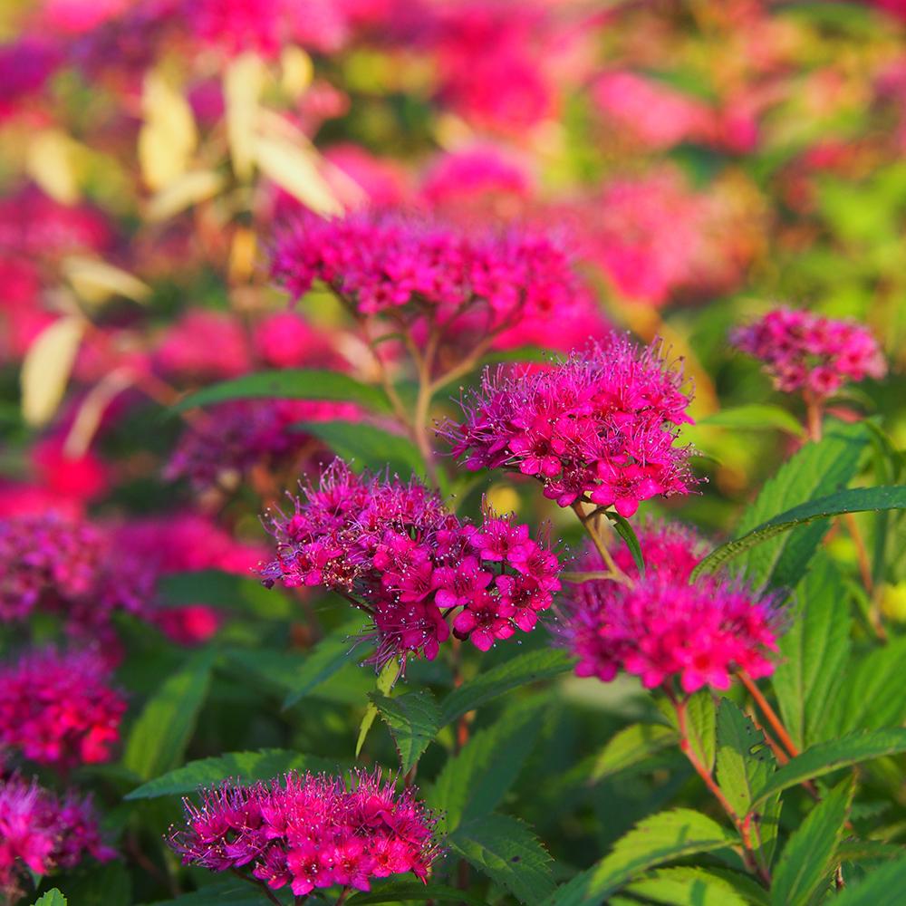 Cununita Roz Anthony Waterer