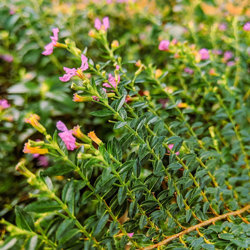 Cuphea Hyssopifolia