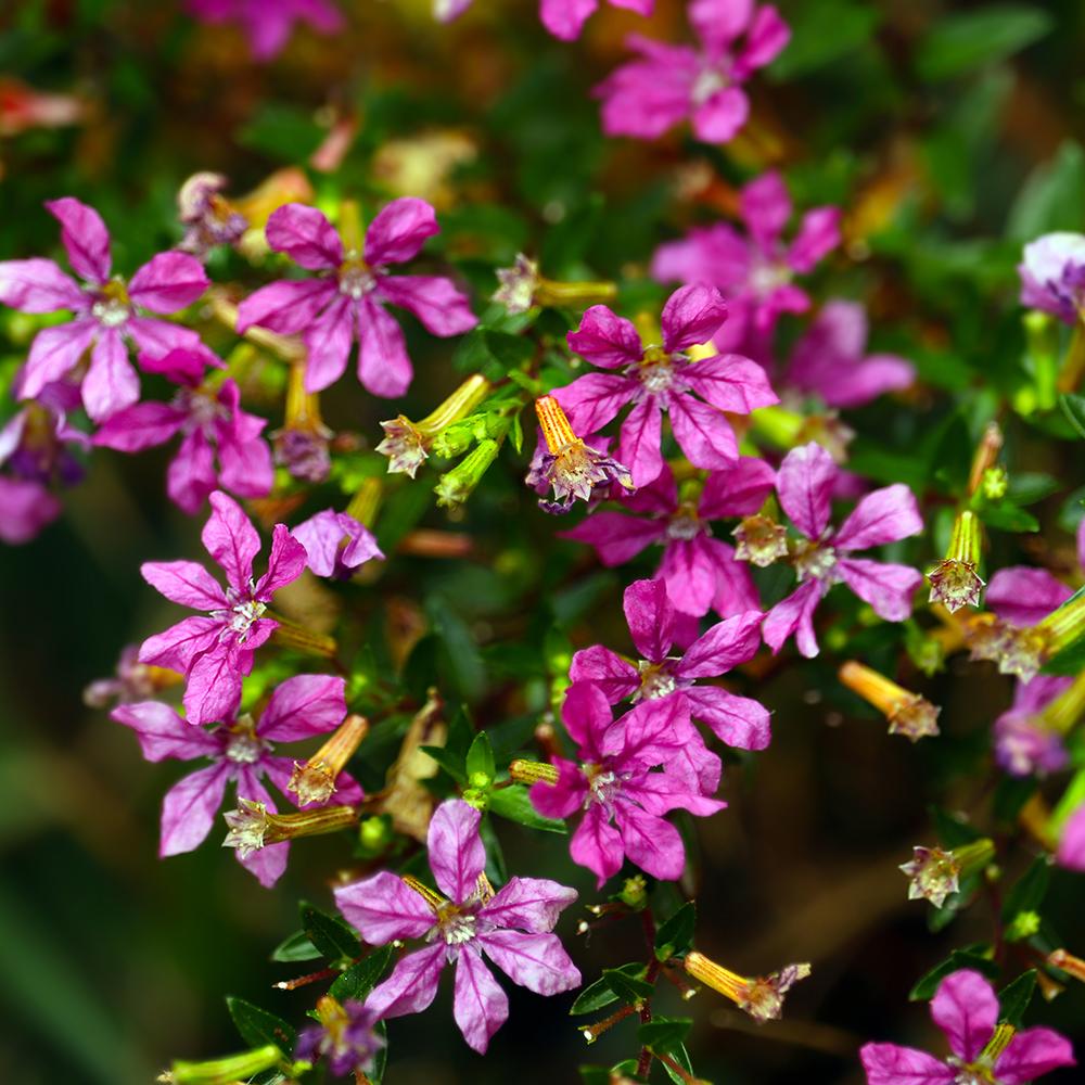 Cuphea Hyssopifolia
