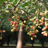 Curmal Chinezesc (Ziziphus jujuba), cu fructe dulci - VERDENA-40-60 cm inaltime, livrat in ghiveci de 12.5 l