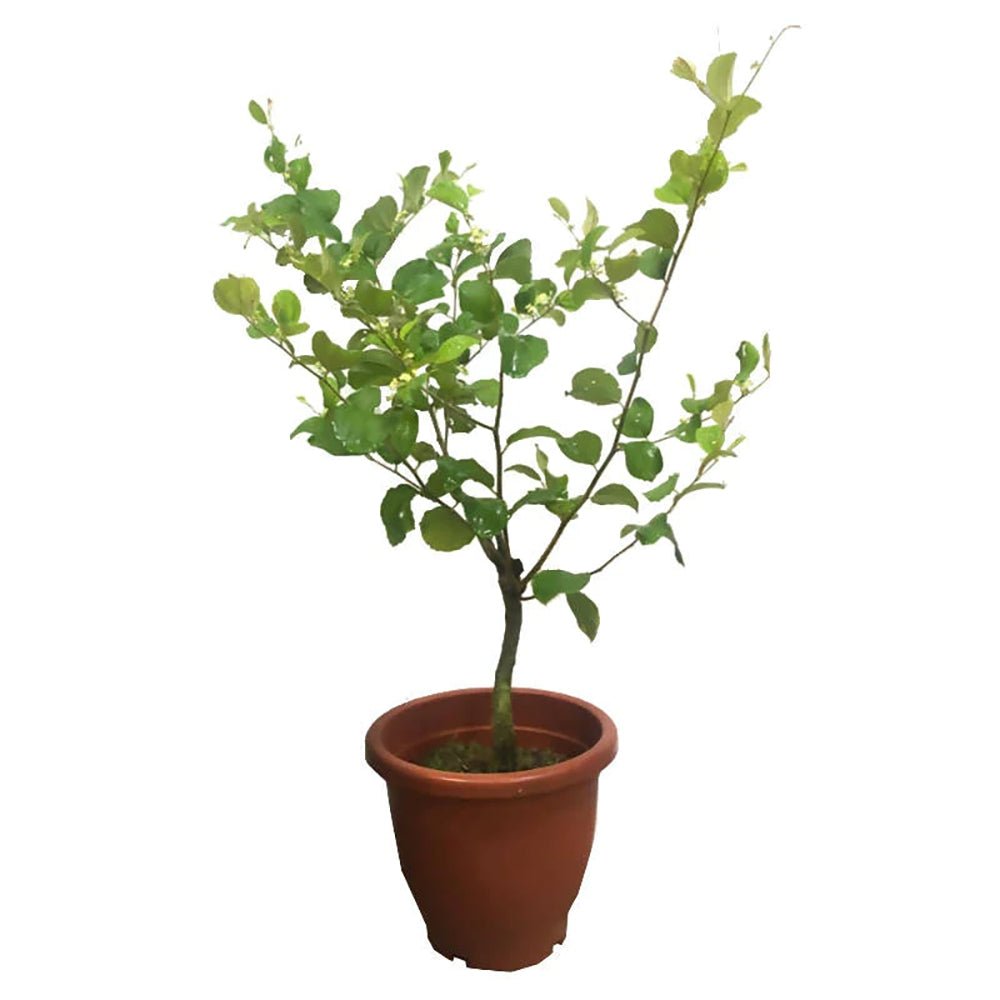 Curmal Chinezesc (Ziziphus jujuba), cu fructe dulci