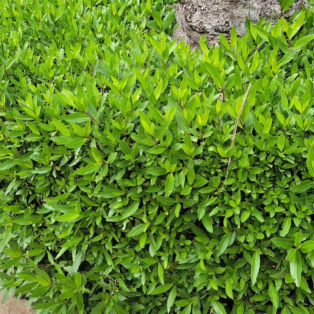 Dafin Comestibil, gard viu vesnic verde aromat