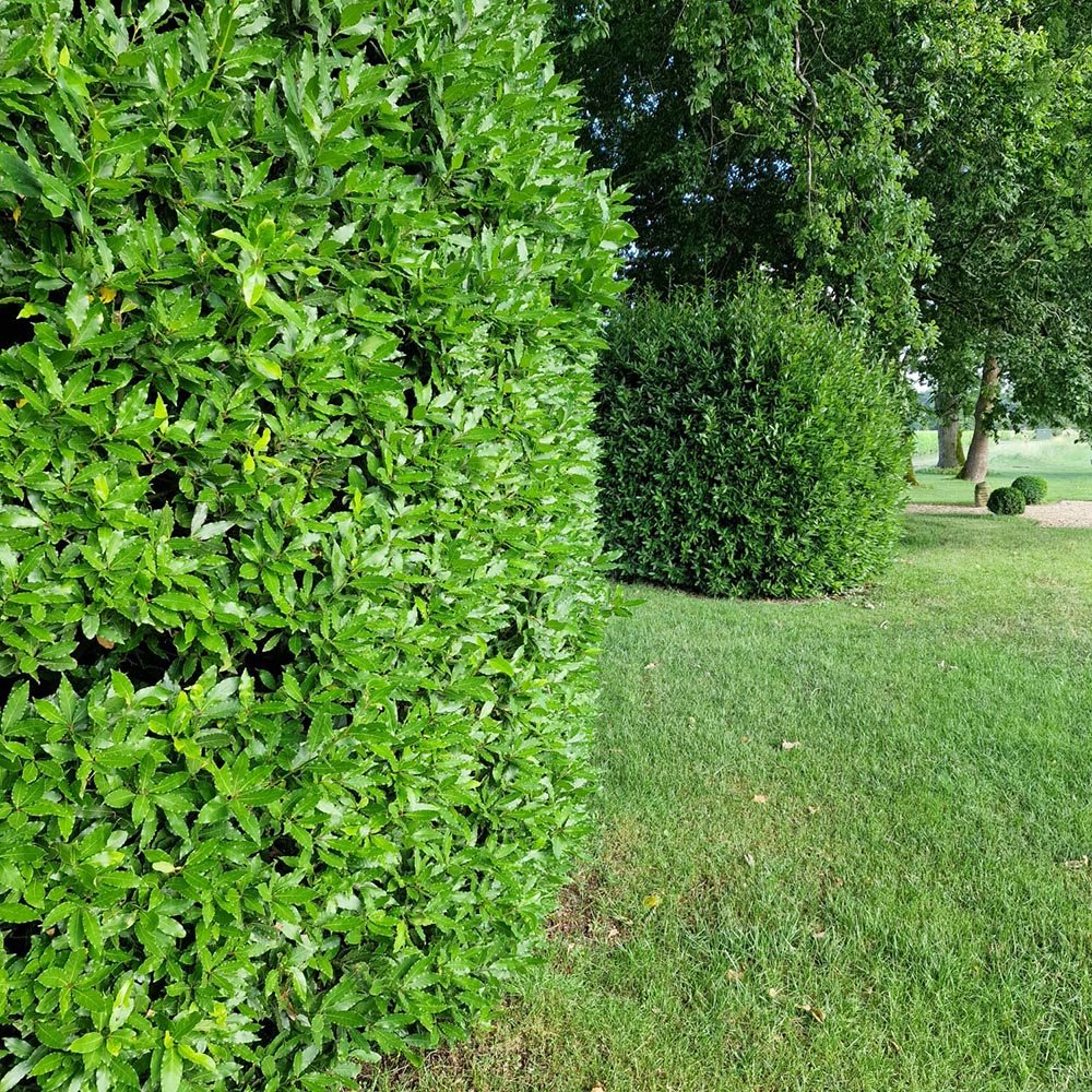 Dafin Comestibil, gard viu vesnic verde aromat