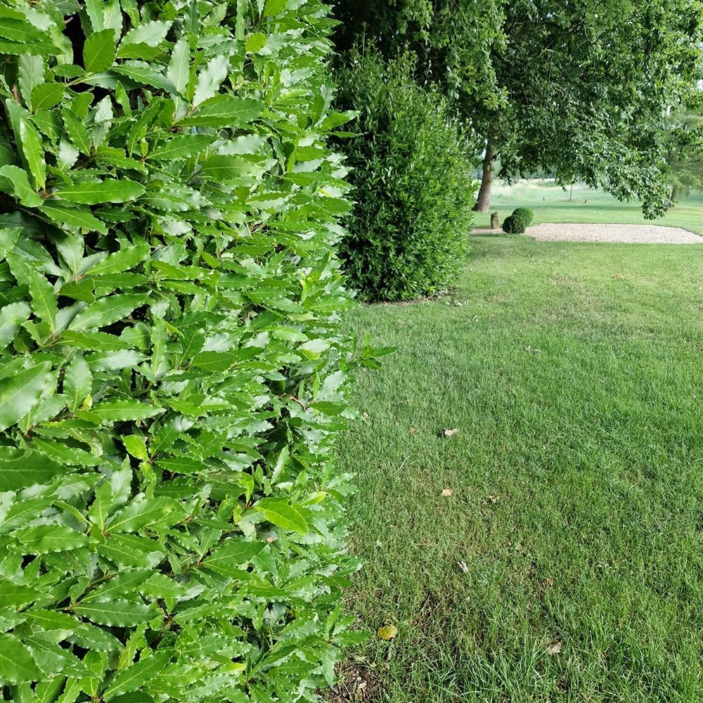 Dafin Comestibil, gard viu vesnic verde aromat