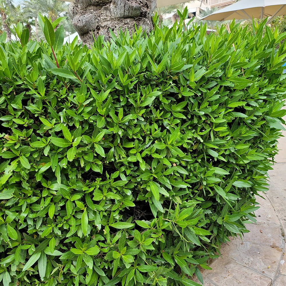 Dafin Comestibil, gard viu vesnic verde aromat