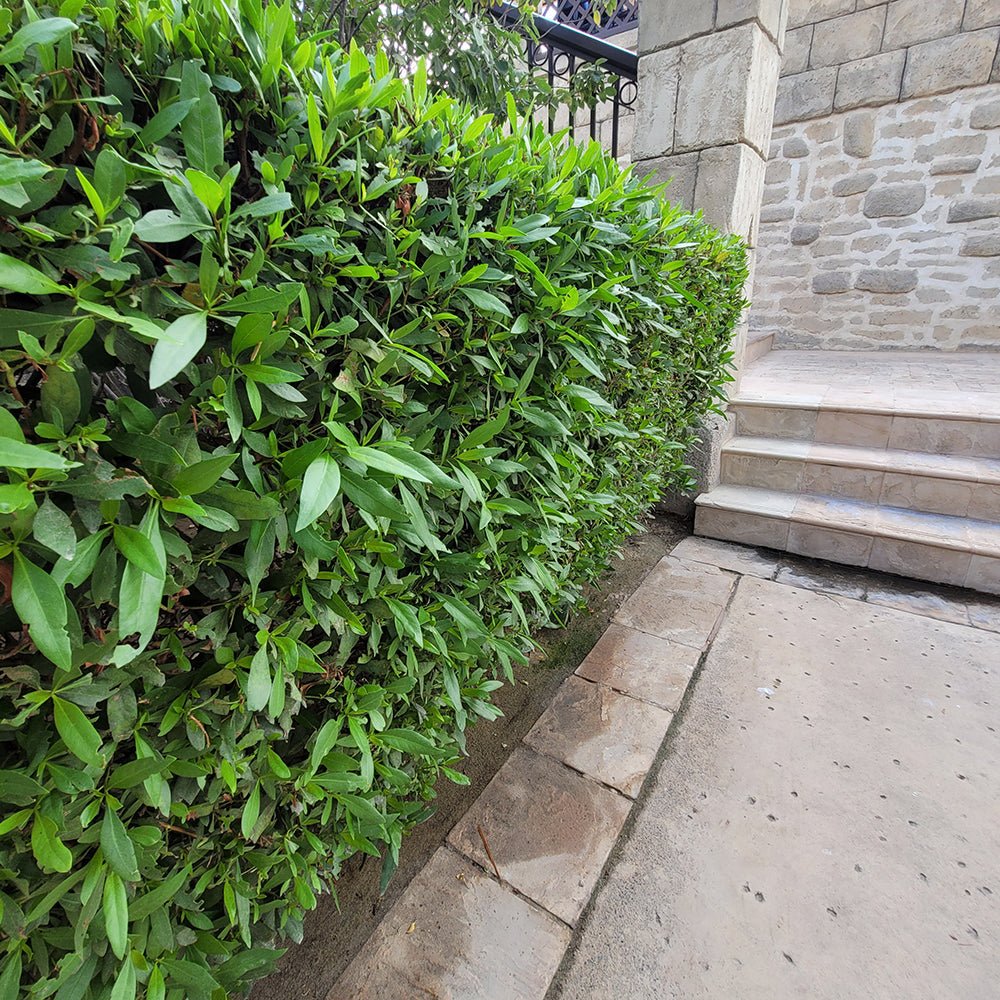 Dafin Comestibil, gard viu vesnic verde aromat