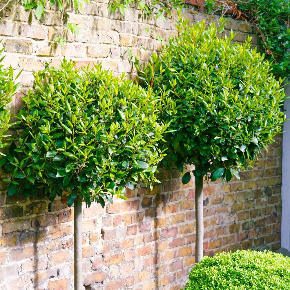 Dafin Comestibil - Tip Copac Ornamental