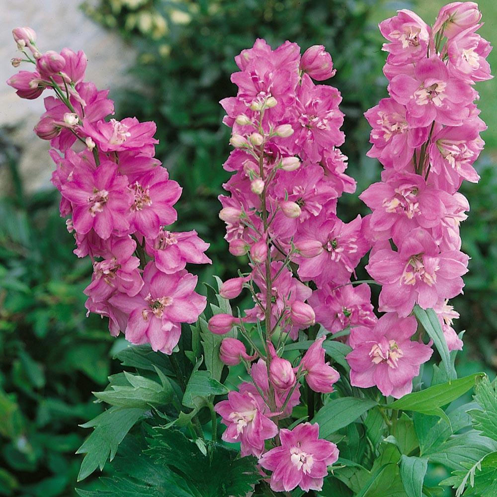 Nemtisor (Delphinium) Astolat