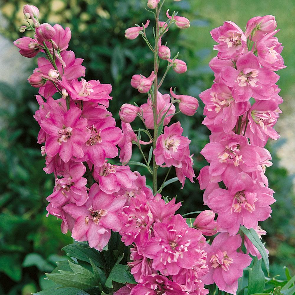 Nemtisor (Delphinium) Astolat