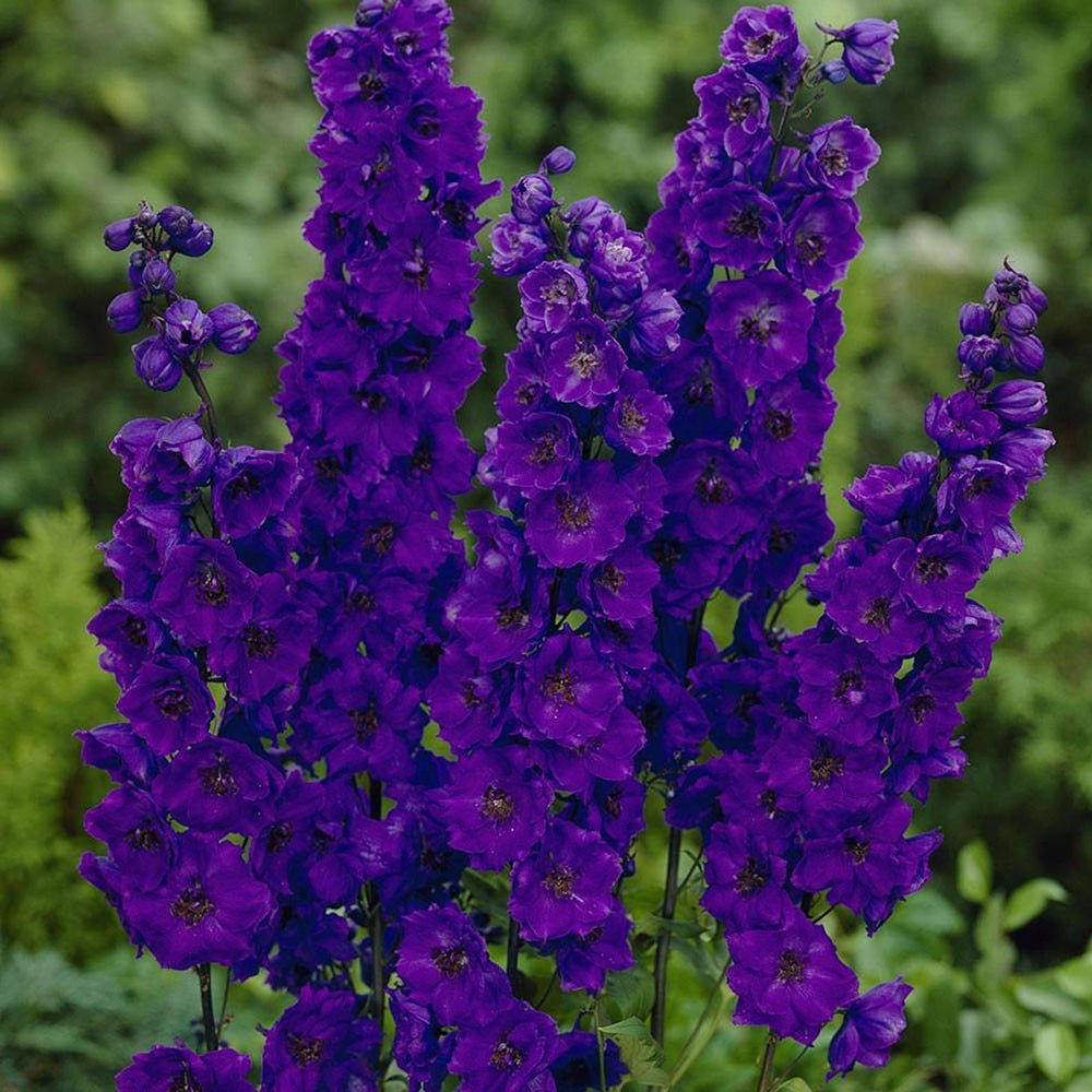 Nemtisor (Delphinium) Black Knight - Planta Perena cu Flori Albastre Inchis"