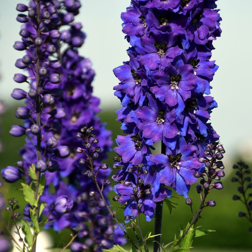 Nemtisor (Delphinium) Black Knight - Planta Perena cu Flori Albastre Inchis"