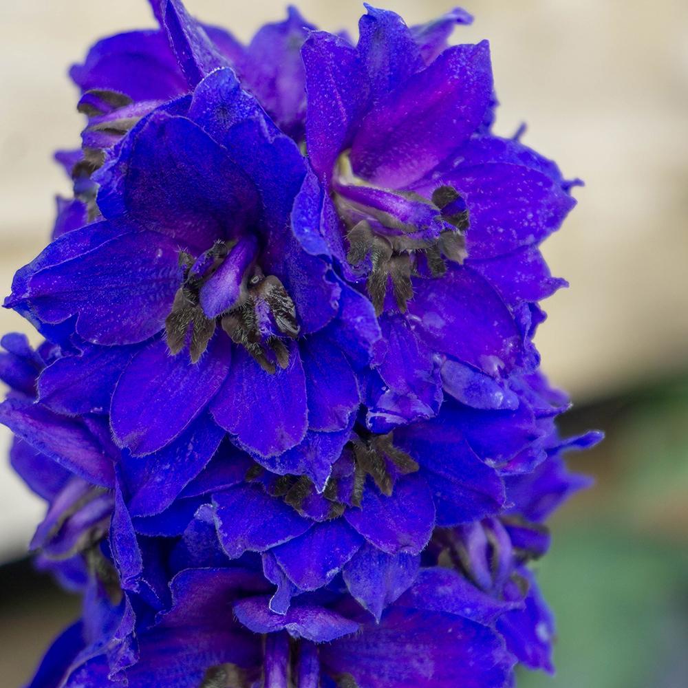 Nemtisor (Delphinium) Dark Bee