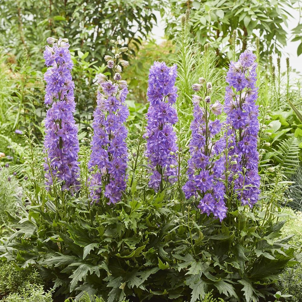 Nemtisor (Delphinium) Delgenius Breezin - Planta Perena cu Flori Albastre Deschis in Forma de Varf de Lance