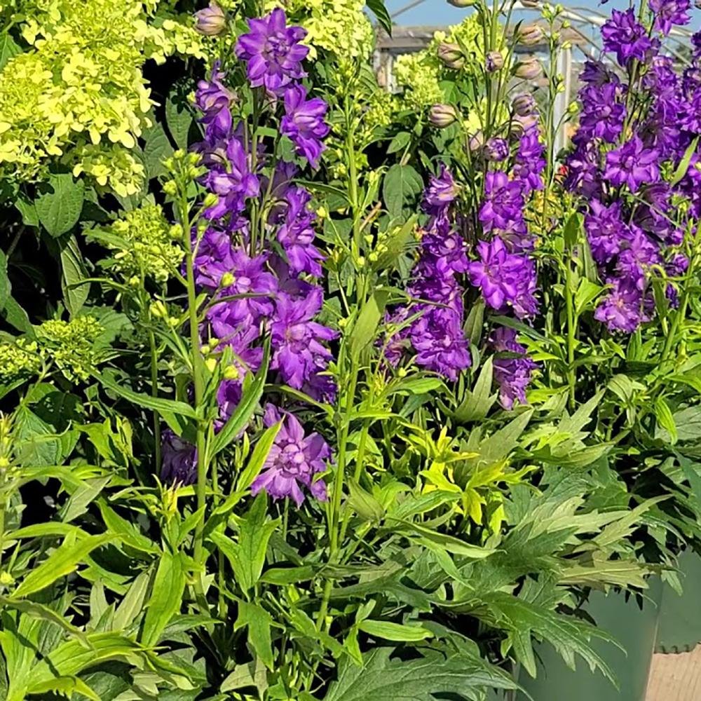 Nemtisor (Delphinium) Delgenius Breezin - Planta Perena cu Flori Albastre Deschis in Forma de Varf de Lance