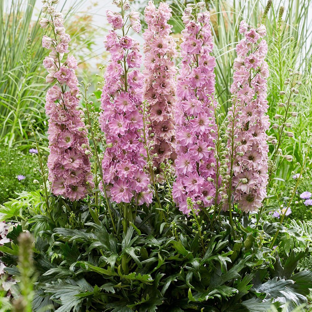 Nemtisor (Delphinium) Delgenius Juliette