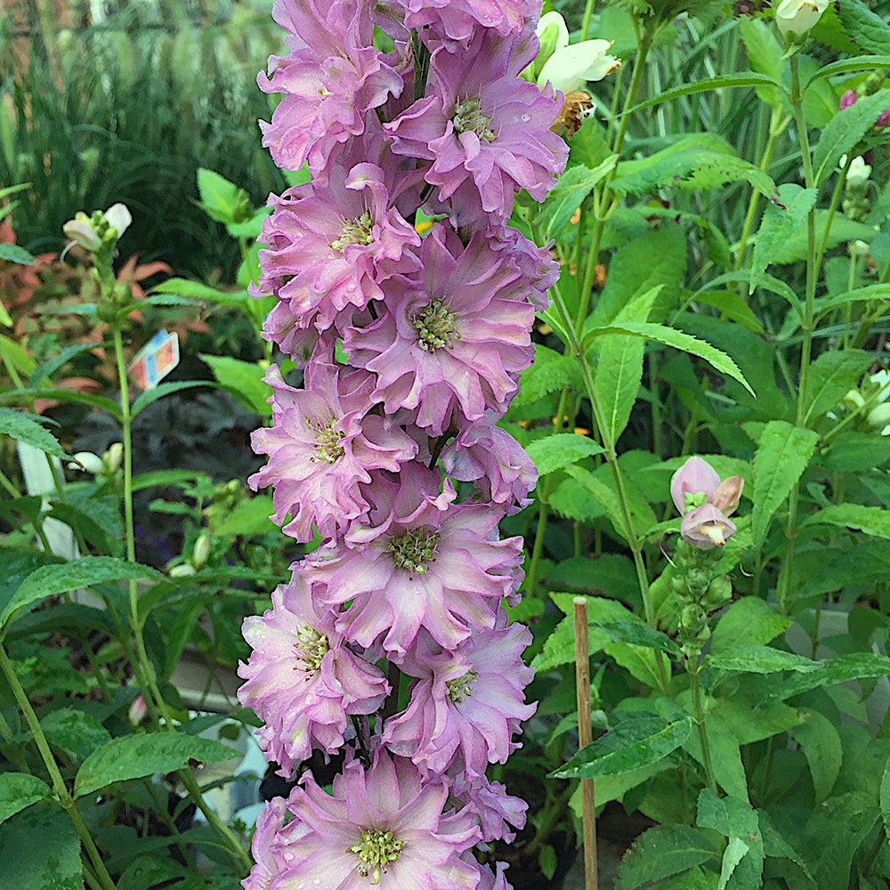 Nemtisor (Delphinium) Delgenius Juliette