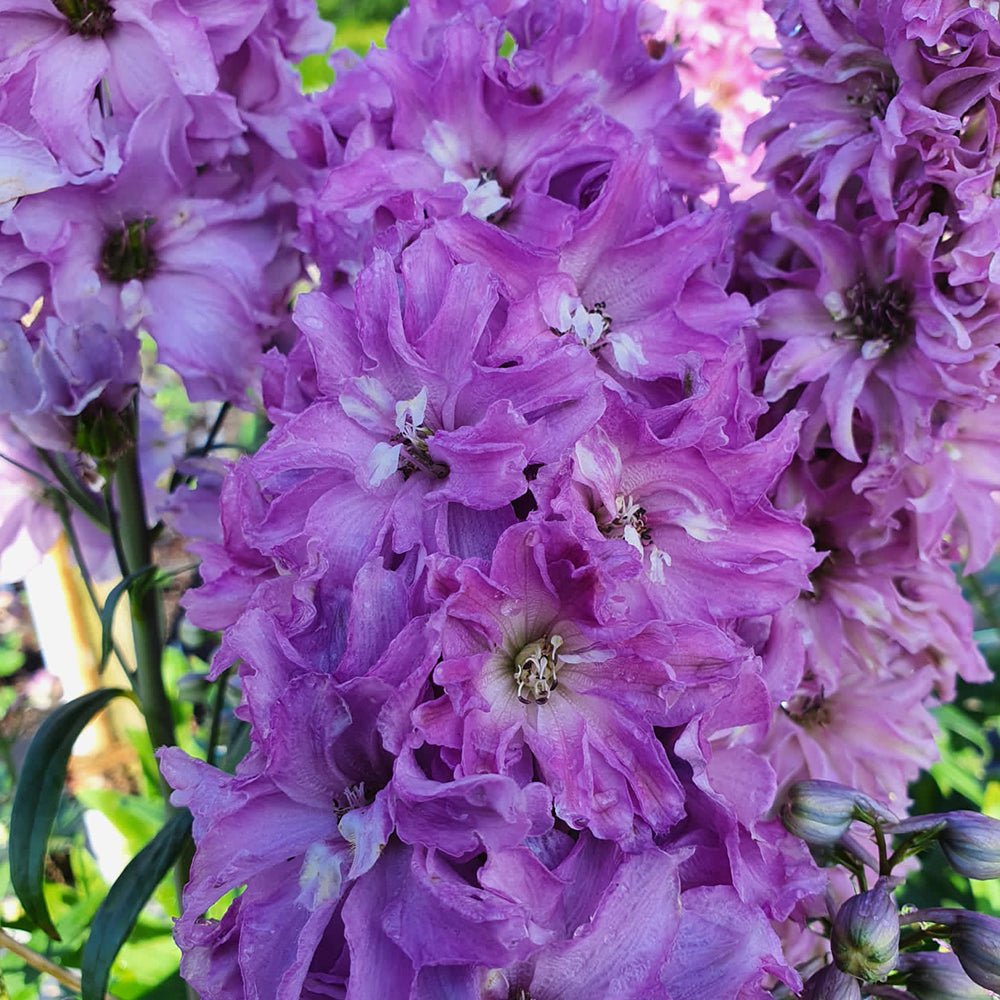 Nemtisor (Delphinium) Delgenius Juliette