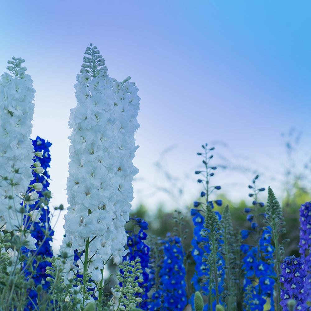Nemtisor (Delphinium) Elatum